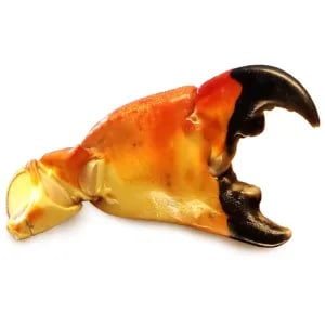 Colossal Stone Crab Claw
