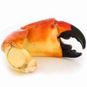 Jumbo Stone Crab Claw