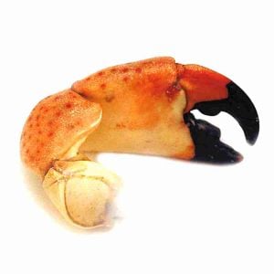 Large Stone Crab Claw