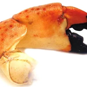 Large Stone Crab Claw