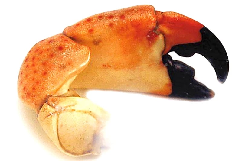 Large Stone Crab Claw
