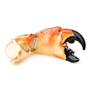 Medium Stone Crab Claw