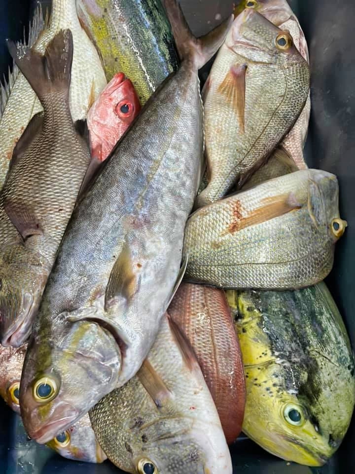 fish-catch