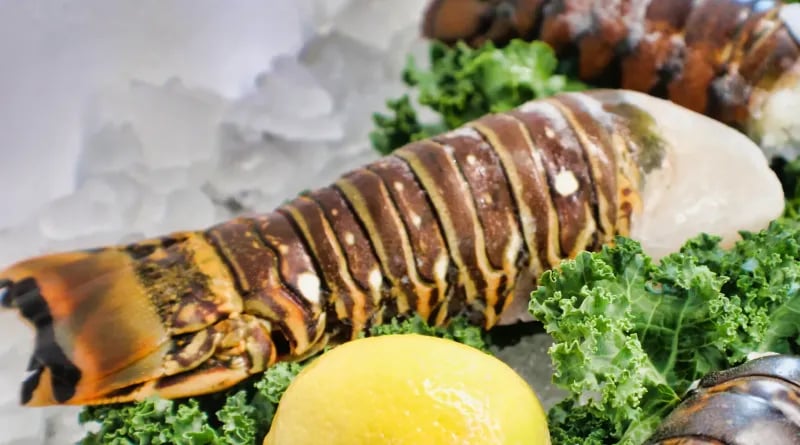 8oz Florida Lobster Tail