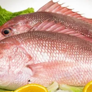 Red Fillet Snapper