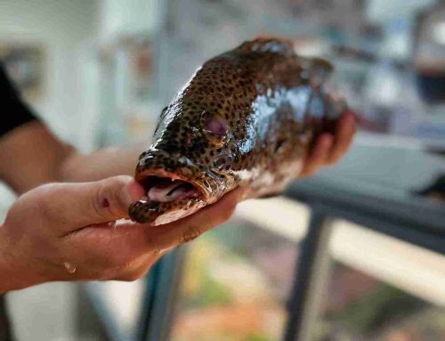 Fresh Fish Tips from Florida’s Top Seafood Market