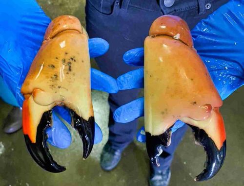 Reheating Frozen Stone Crab Claws: Enjoy Florida’s Best at Home