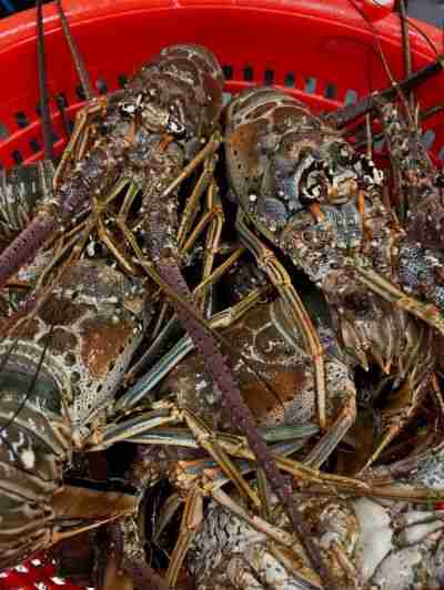 florida lobster in basket
