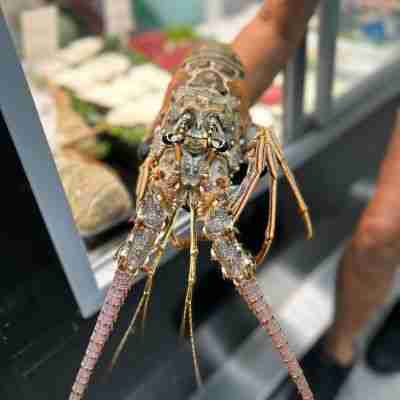 whole lobster