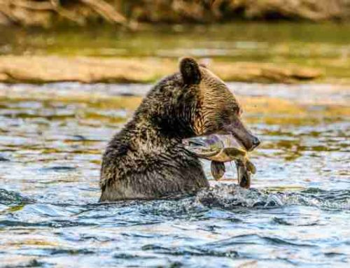 Scottish Atlantic Salmon Farming Practices Unveiled