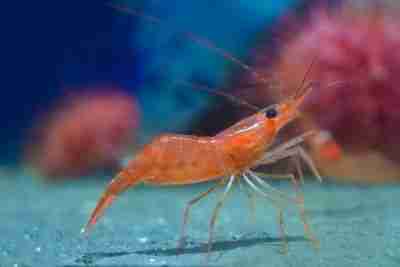 shrimp ocean