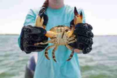 stone crab