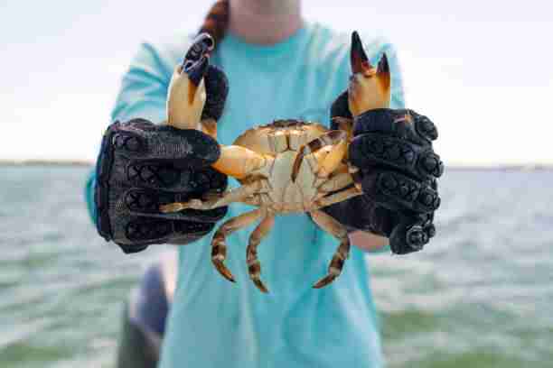 stone crab
