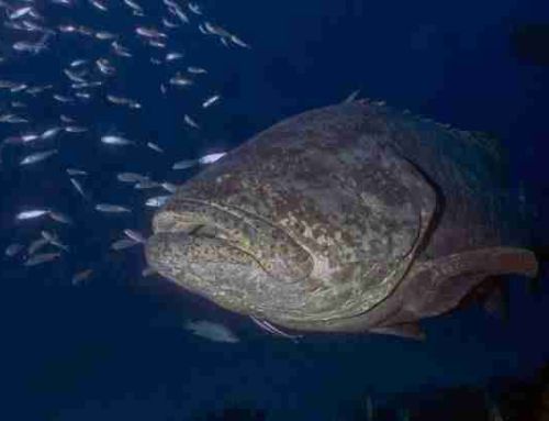Goliath Grouper: The Giant of the Sea