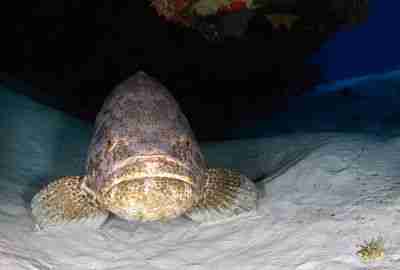 grouper in dark water