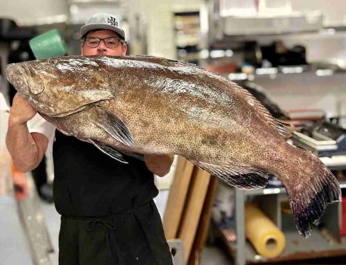 Grouper 101: How To Guide for Catching Grouper