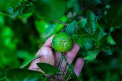 key lime tree