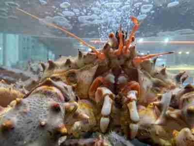 King Crab face and body in a water tank at a market.