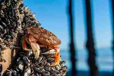 Close-up of a Dungeness Crab -Metacarcinus magister- Attached to the pier of Aptos Beach, California.