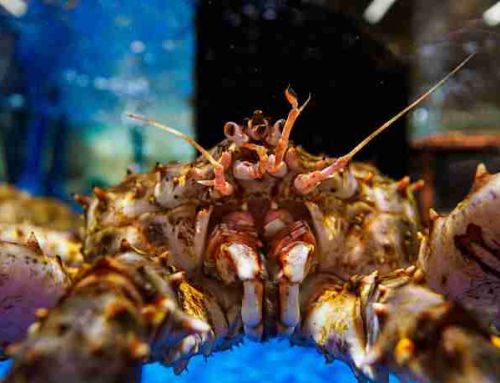 Alaskan King Crab: Nature’s Giant Sea Creature