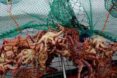Close-up image of freshly caught king crabs piled in a fishing net, with the Barents Sea visible in the background, captured near Kirkenes, Norway