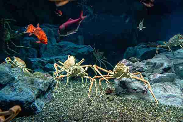 king crab