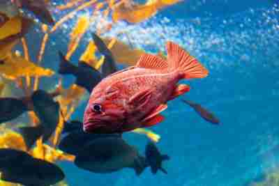 Red snapper fish swimming underwater in kelp forest.