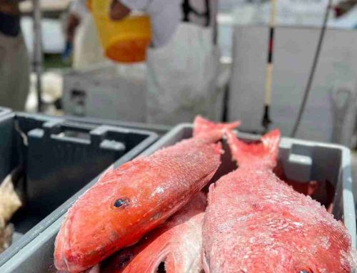 Gulf Red Snapper: Hotspots and Seafood Markets