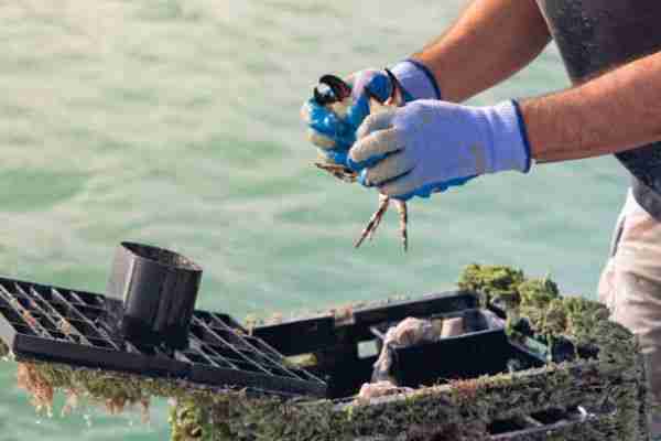 Man Pulling Stone Crab out of Crab Trap