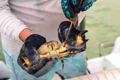 Man Detaching Claw From Stone Crab while standing on a boat in the Florida Keys