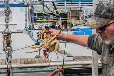 stone crab