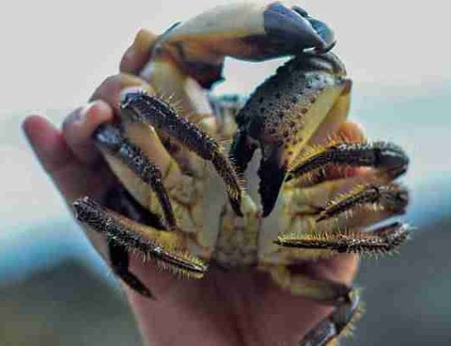 Florida Stone Crab Claw Harvesting Explained — Why One Claw Matters