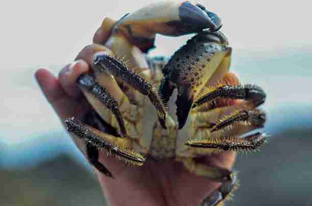 stone crab
