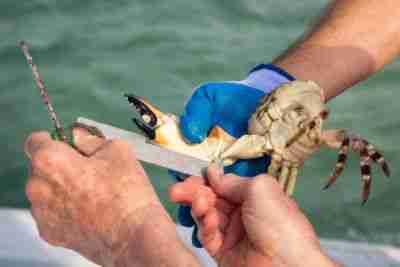 Man Measuring Stone Crab Claw in Florida Keys