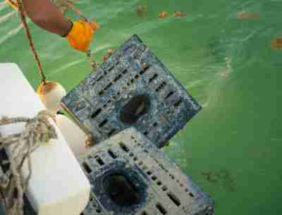 Recovering stone crab traps in the Florida Keys